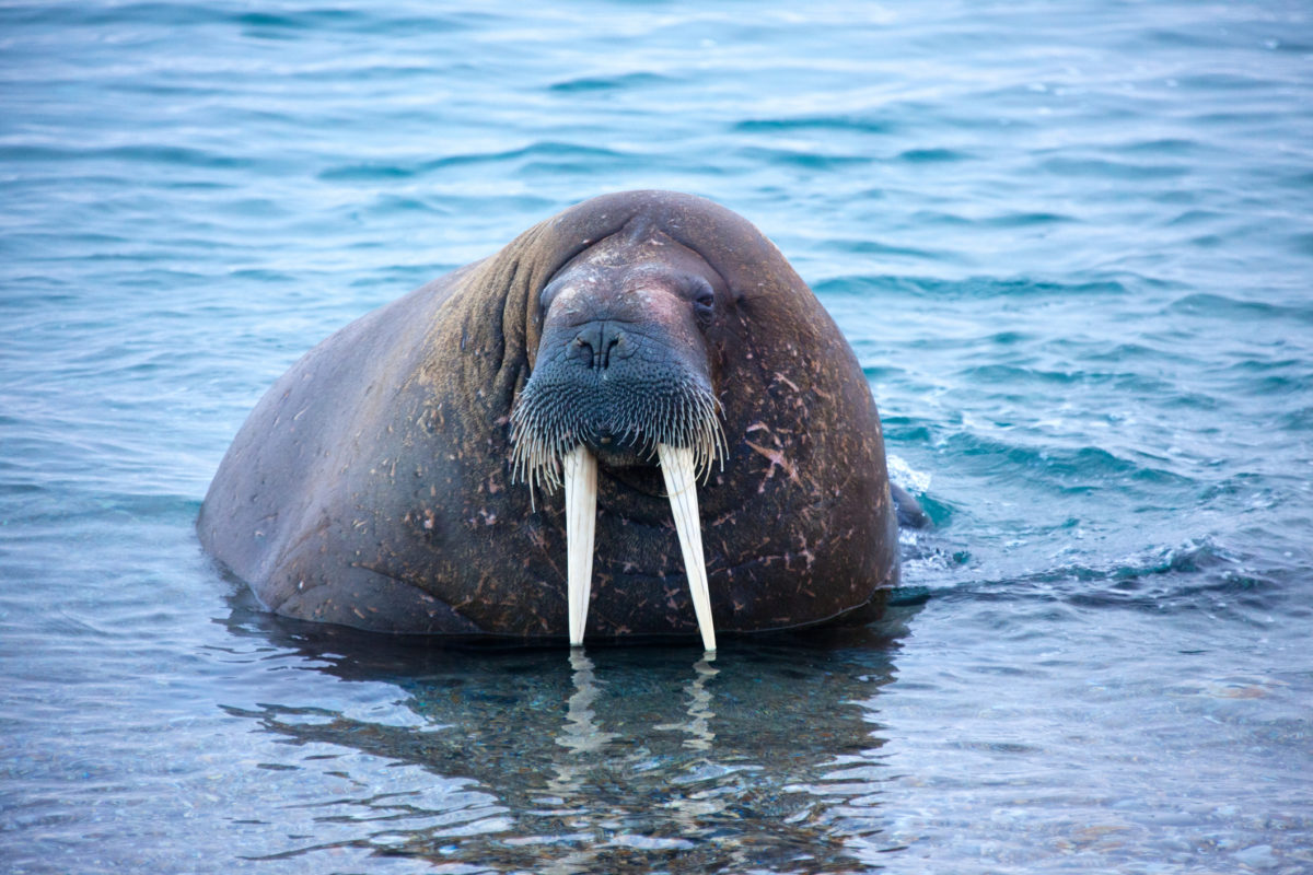 walrus