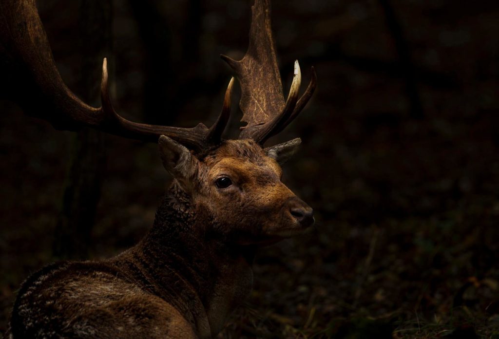 Roots Verdiepingscursus Natuurfotografie