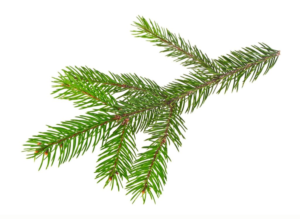 kerstboom