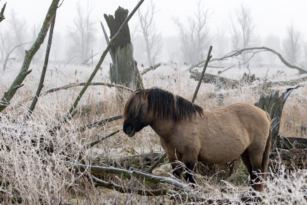 grote grazers