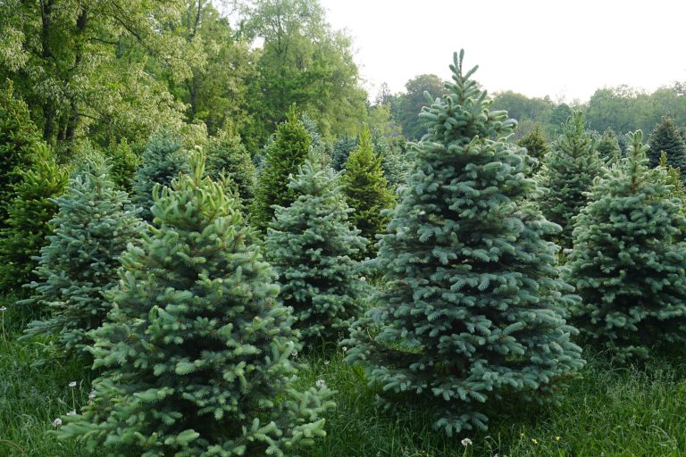 kerstboom
