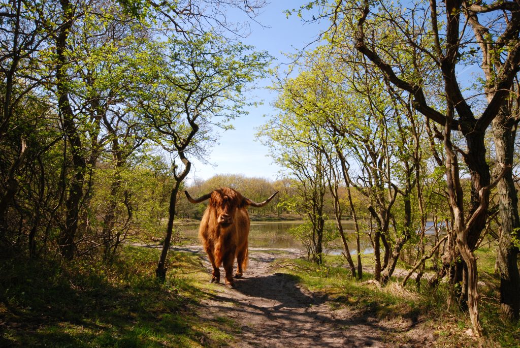 grote grazers