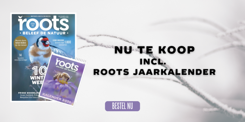 roots 12 2025