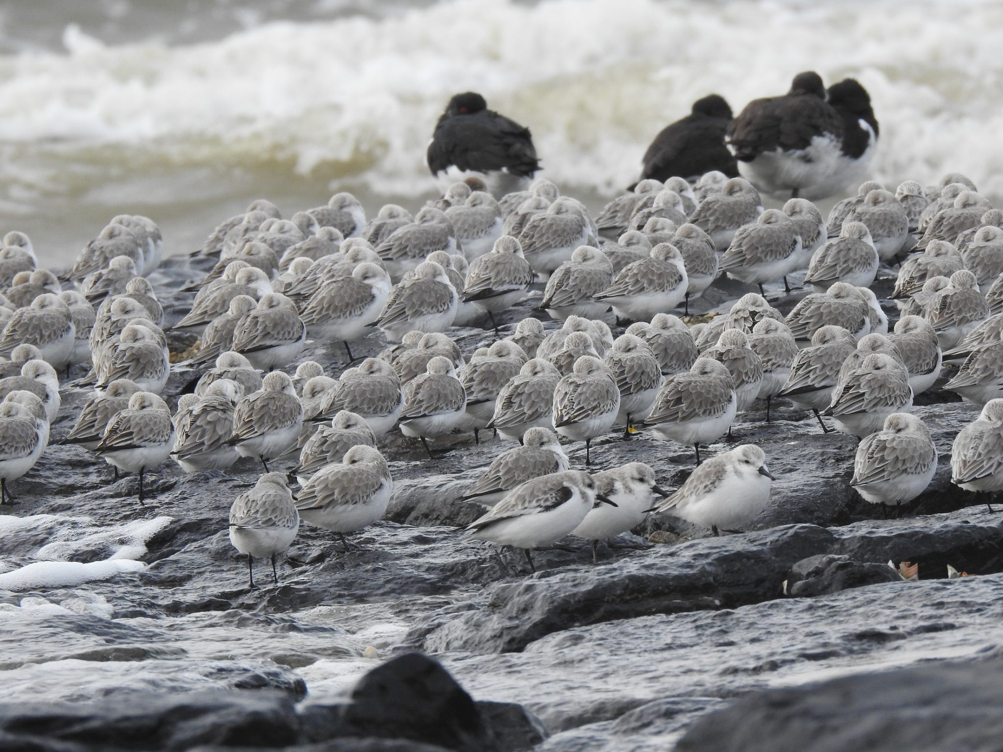 Waar Blijven Vogels Als Het Stormt