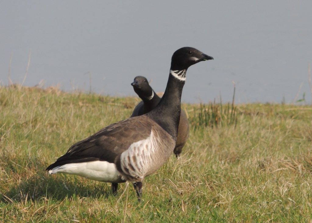 Roots vogelweekend op Texel