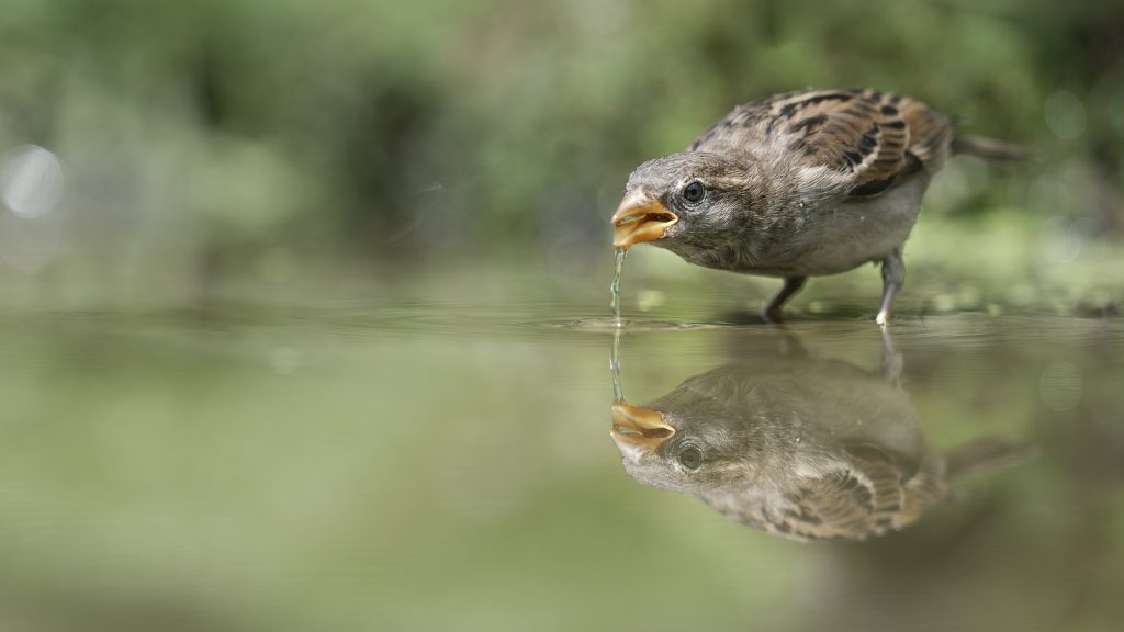 huismus drinkt water