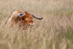 Schotse hooglander grote grazers