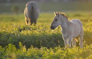 grote grazers