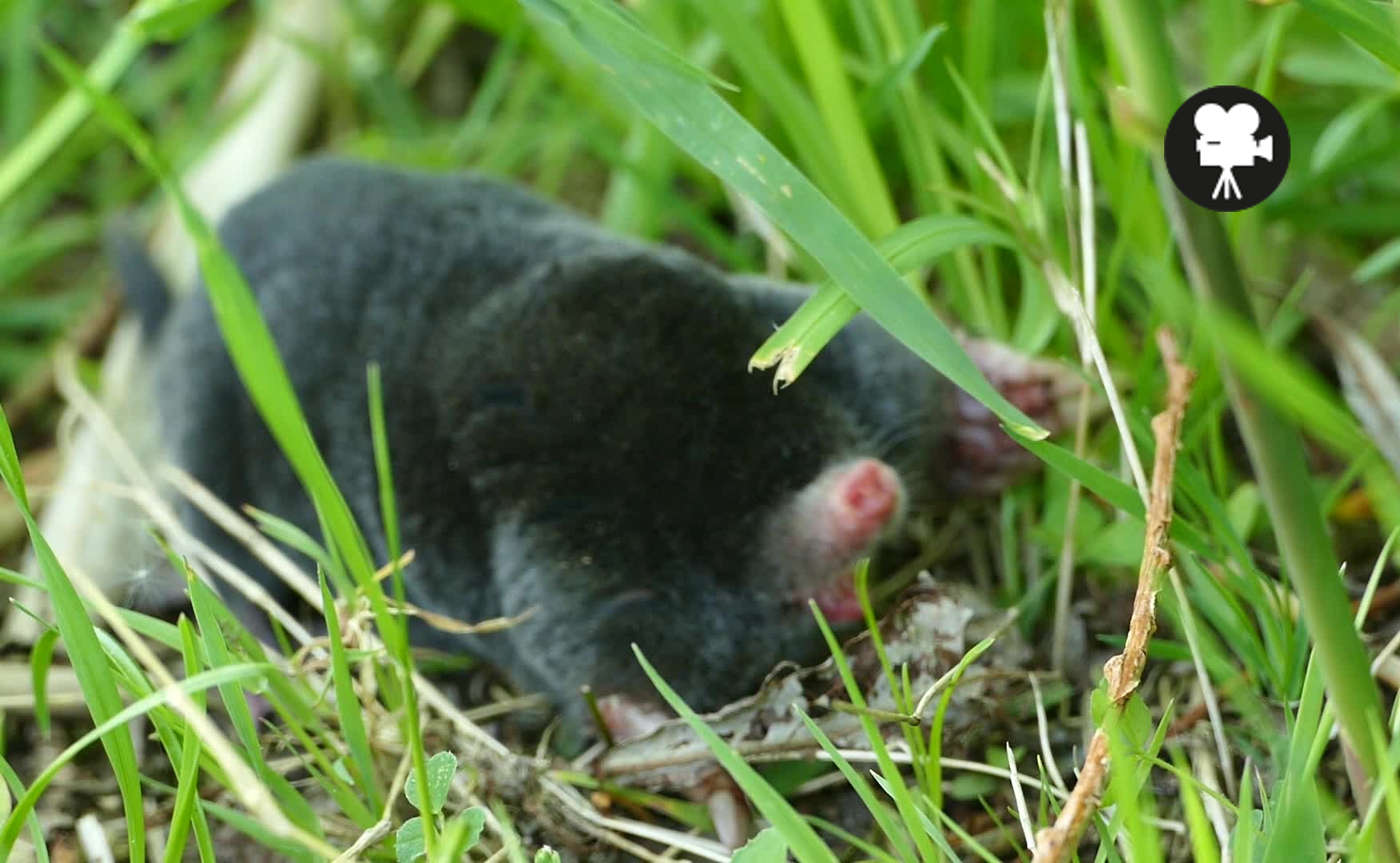 mol in het gras