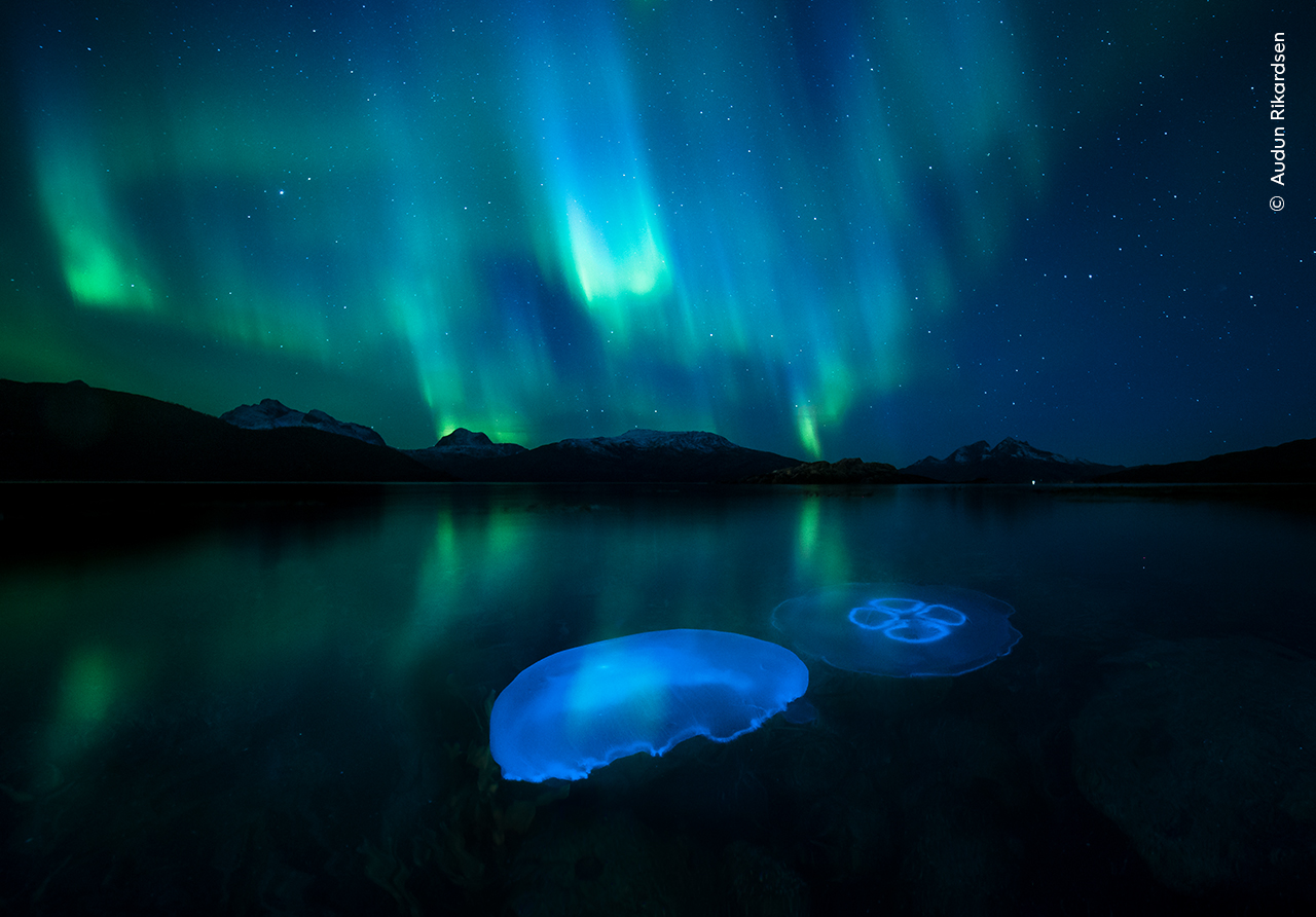 Wildlife Photographer of the Year Noorderlicht door Audun Rikardsen