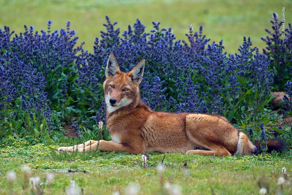 wolf Wildlife photographer of the Year