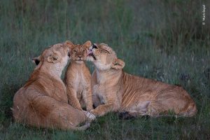 Wildlife Photographer of the Year gedeeld ouderschap