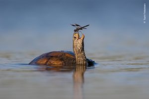 schildpad Wildlife photographer of the Year