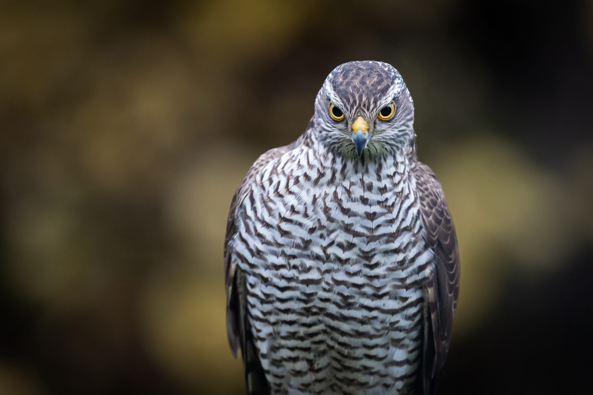 Inheemse Roofvogel Met Gele Ogen