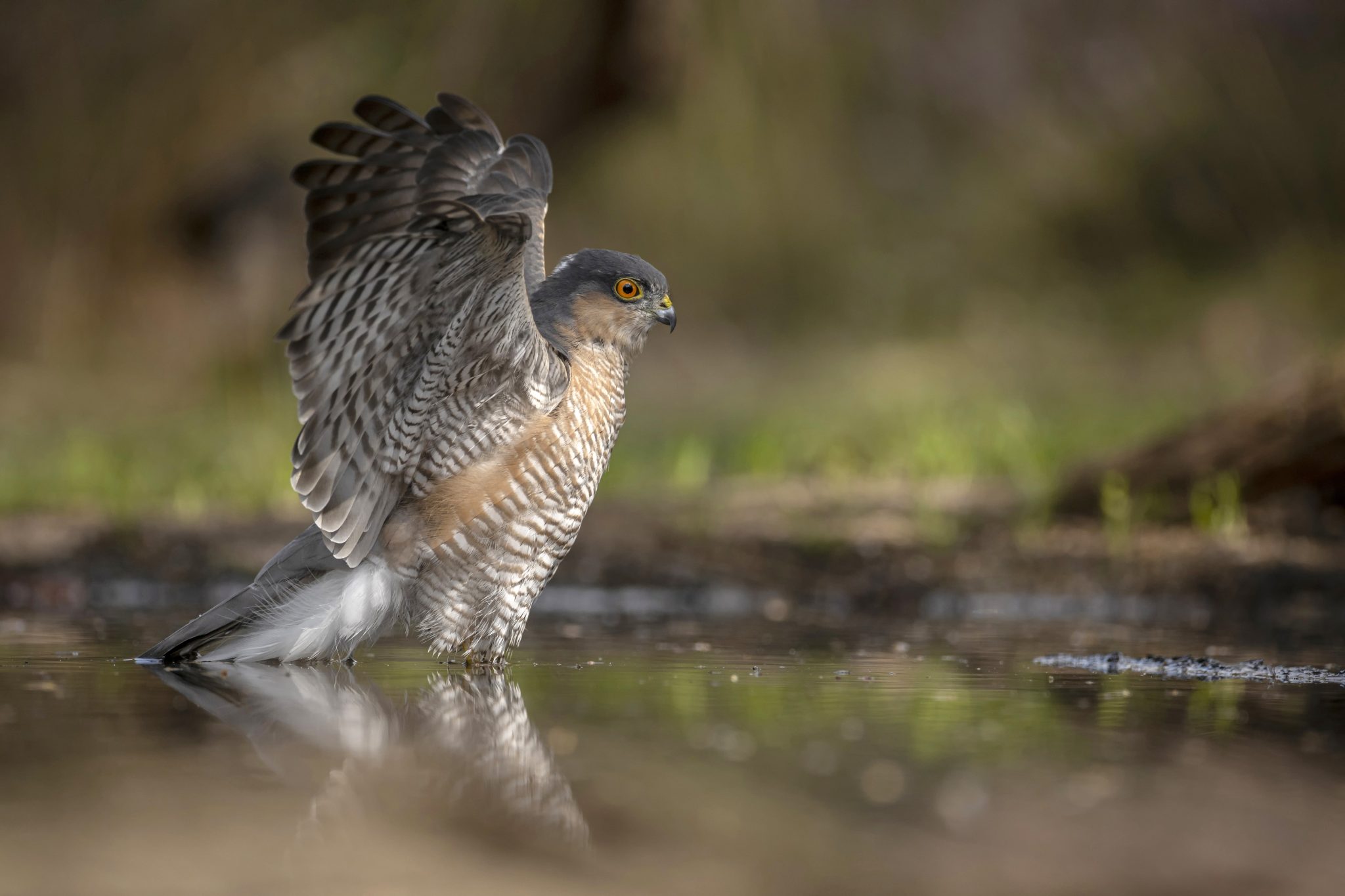 Wanneer hoor je de koekoek, en hoe herken je deze vogel?