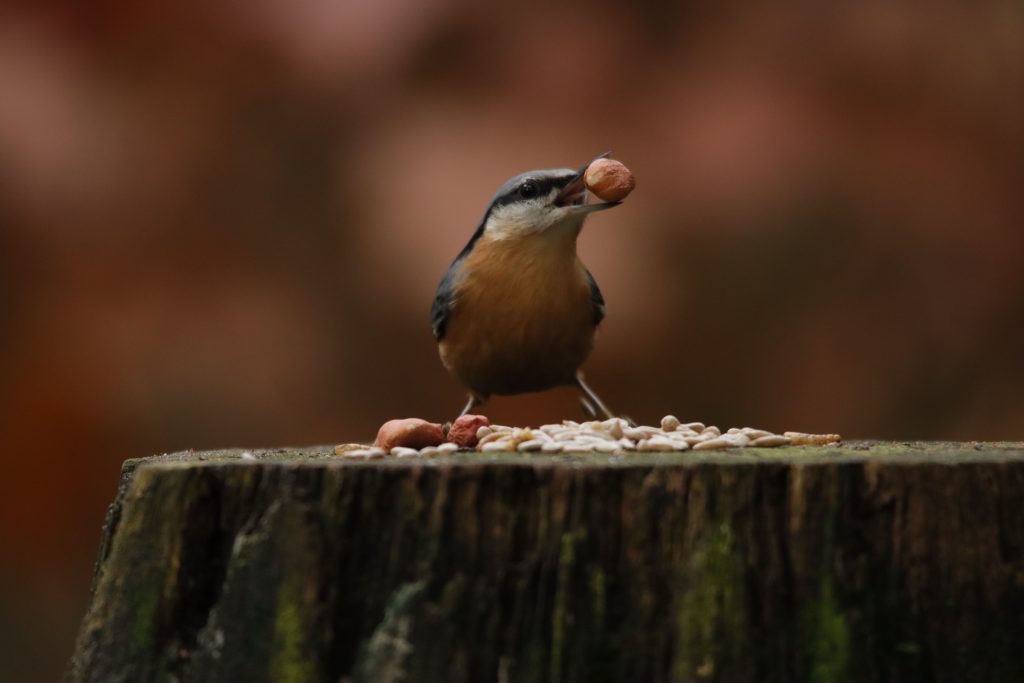 boomklever smult van zonnebloempitten