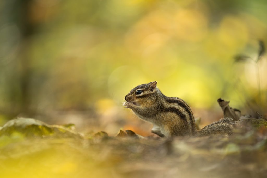 roots foto van de week