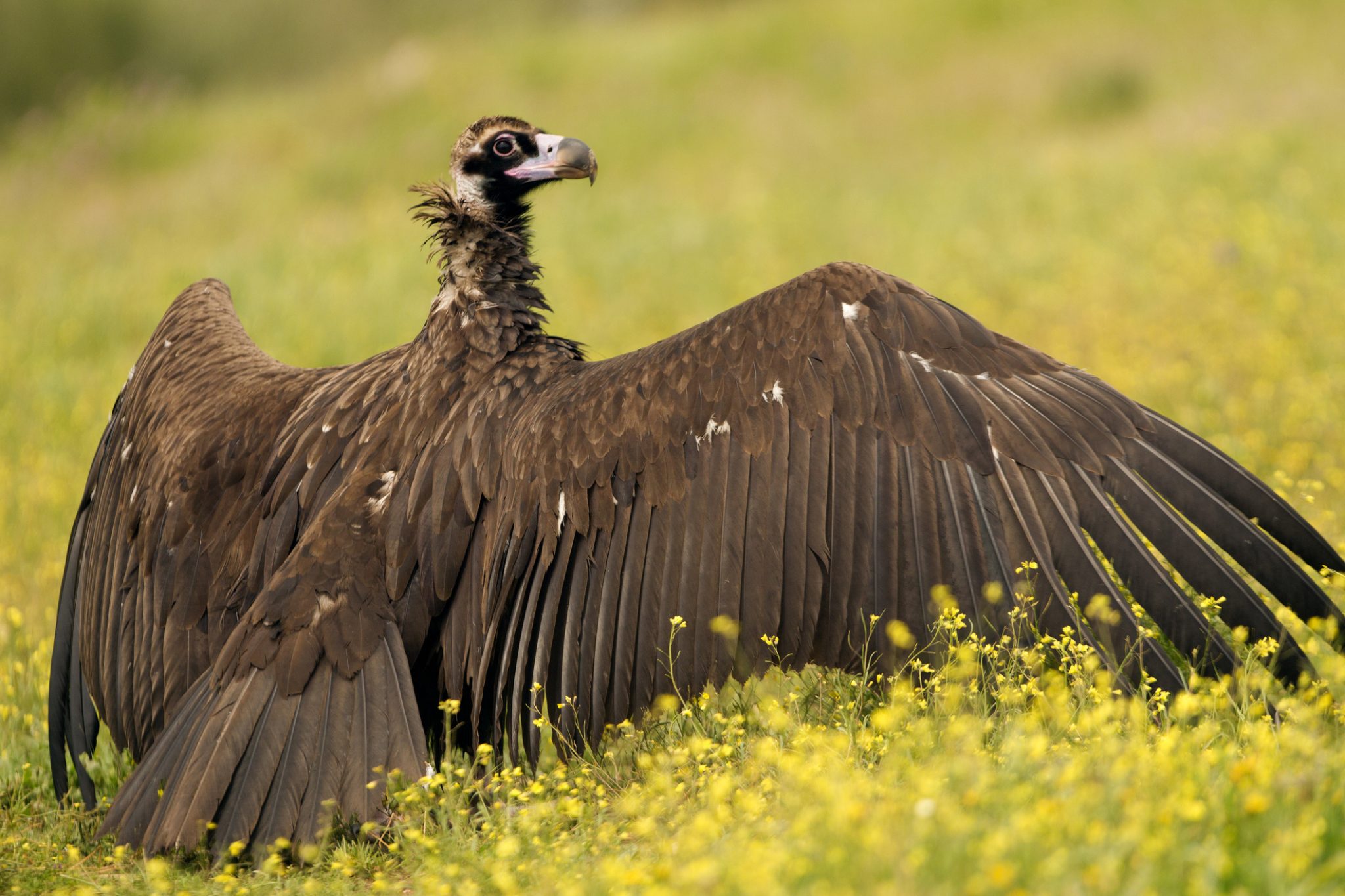 Top 10 vogels met de grootste spanwijdte - rootsmagazine.nl