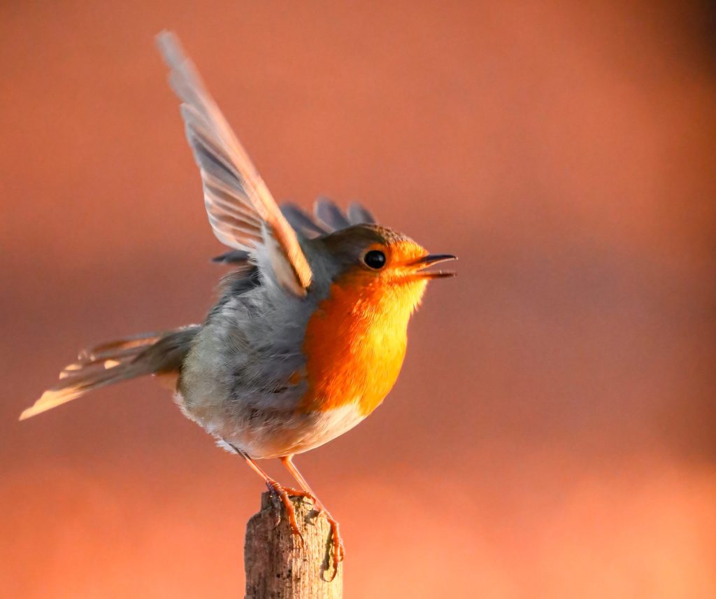 roodborst - foto van de week