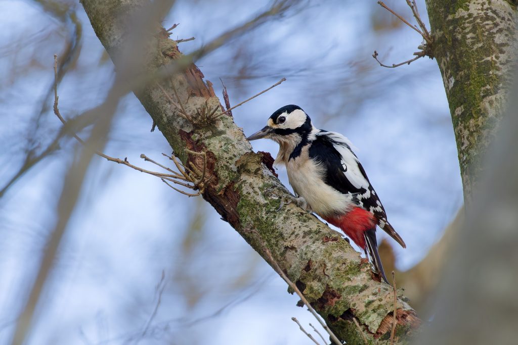 grote bonte specht in de boom