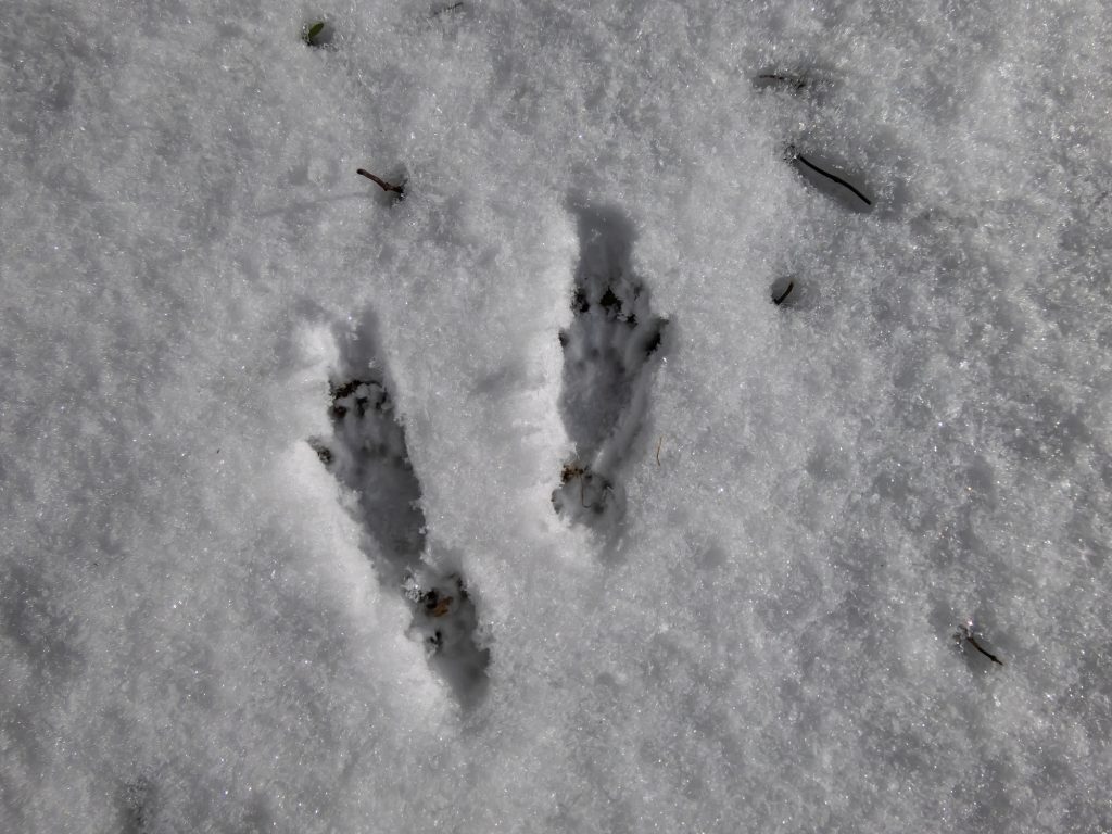 dierensporen herkennen eekhoorn in de sneeuw