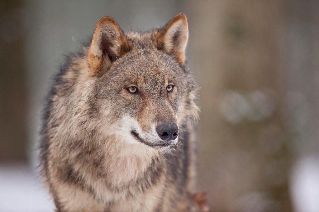 dierensporen herkennen wolf