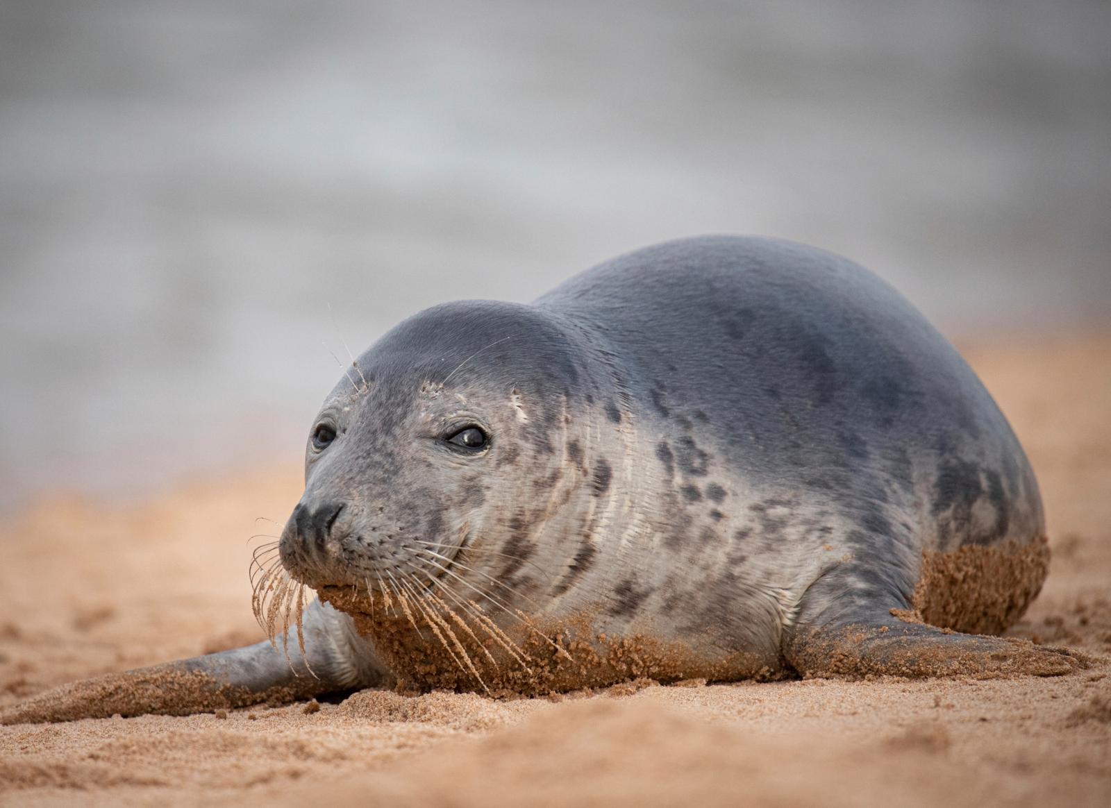 gewone zeehond