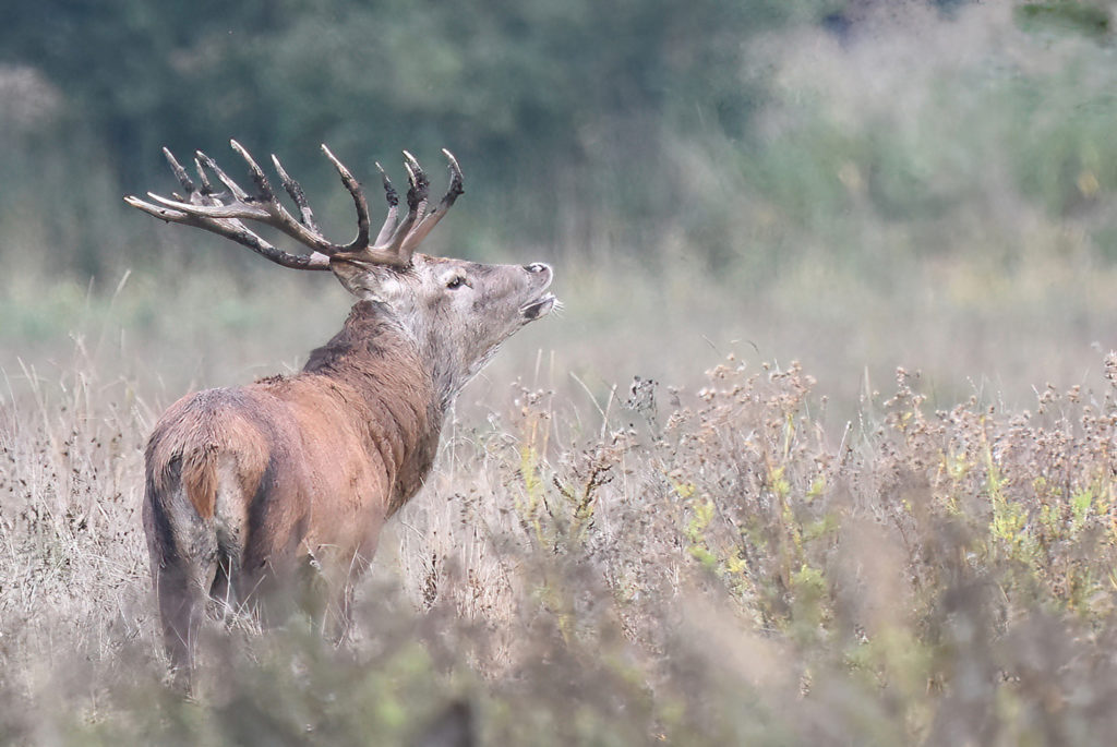 veluwe