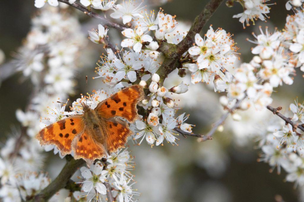 Vlinder op een sleedoorn