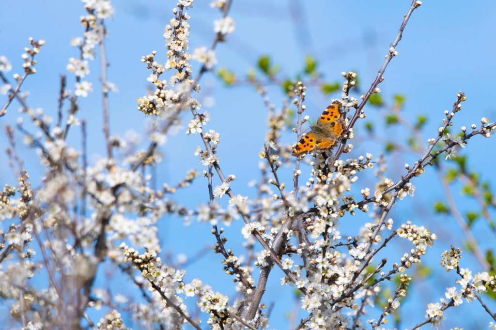 vlinder op sleedoorn takken