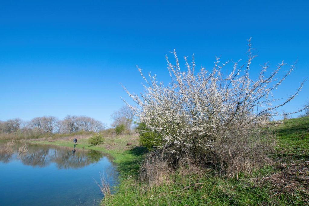 Sleedoorn in de Ooijpolder