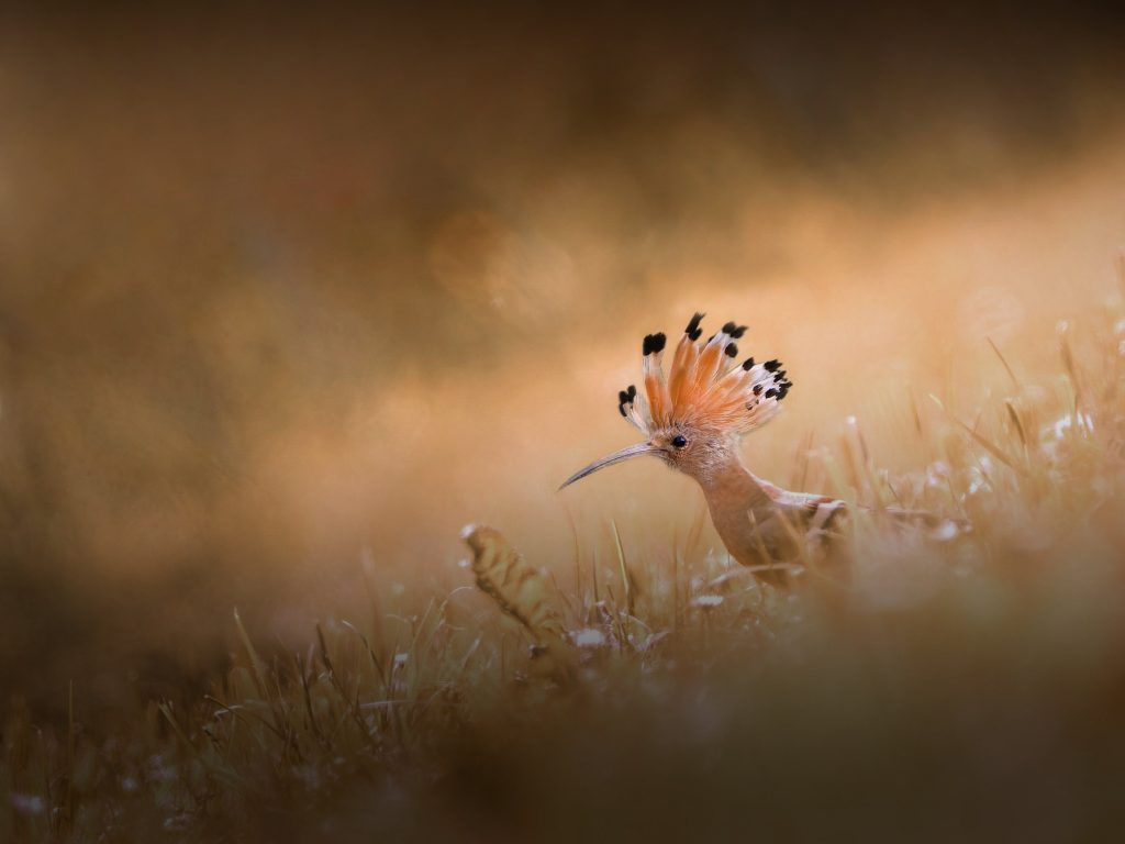 de hop in ochtendlicht