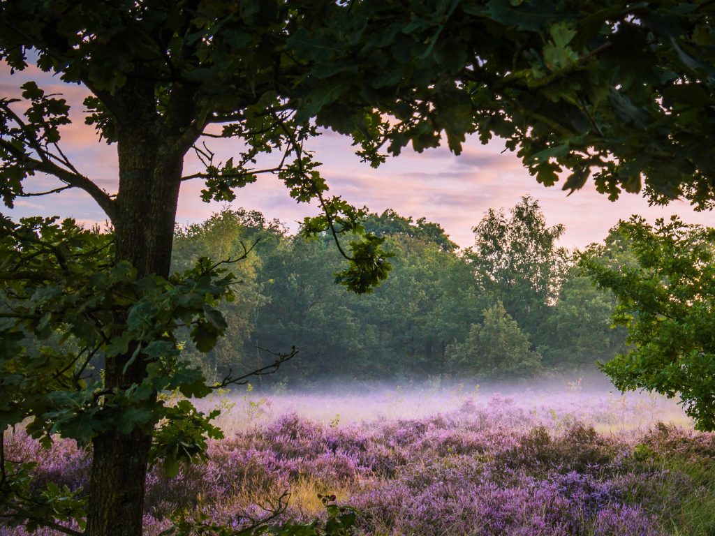 Roots wedstrijd Foto van de Maand februari 2024, deze foto's vielen op