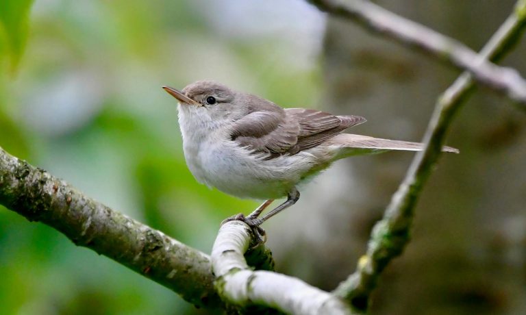 grote vale spotvogel video