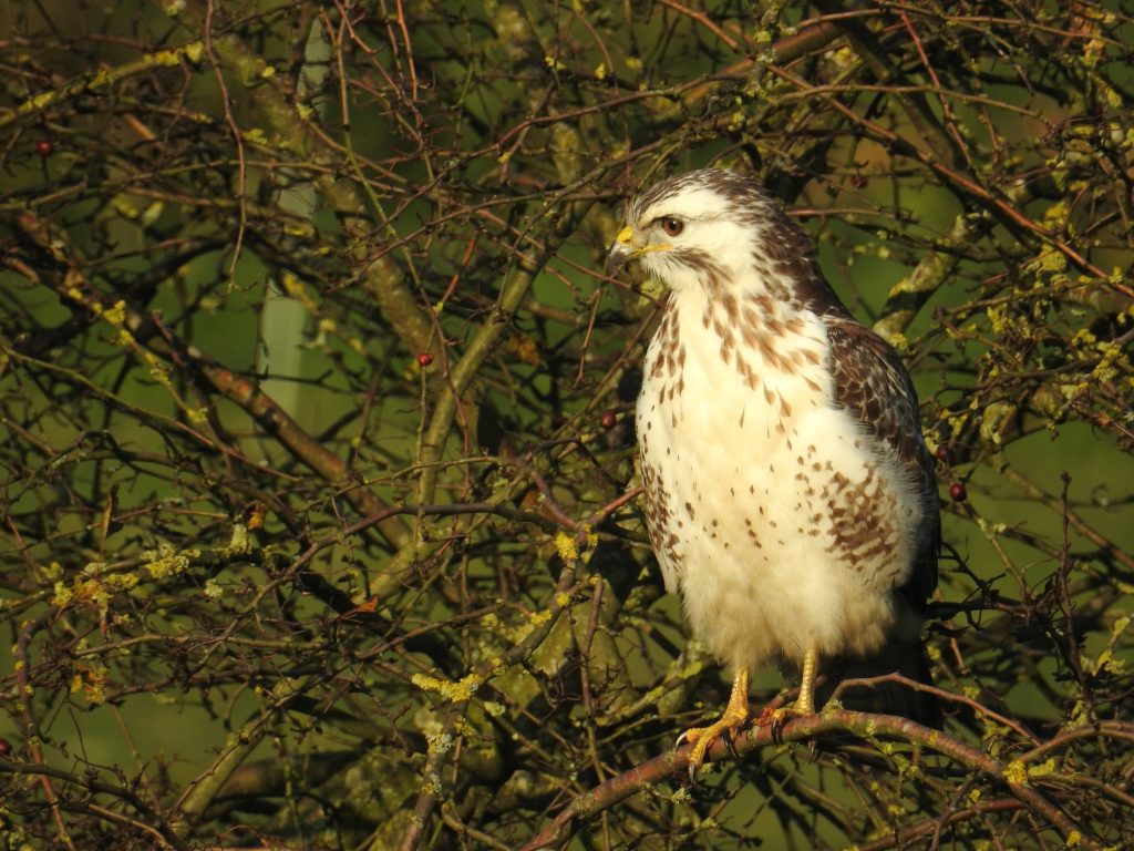 Buizerd