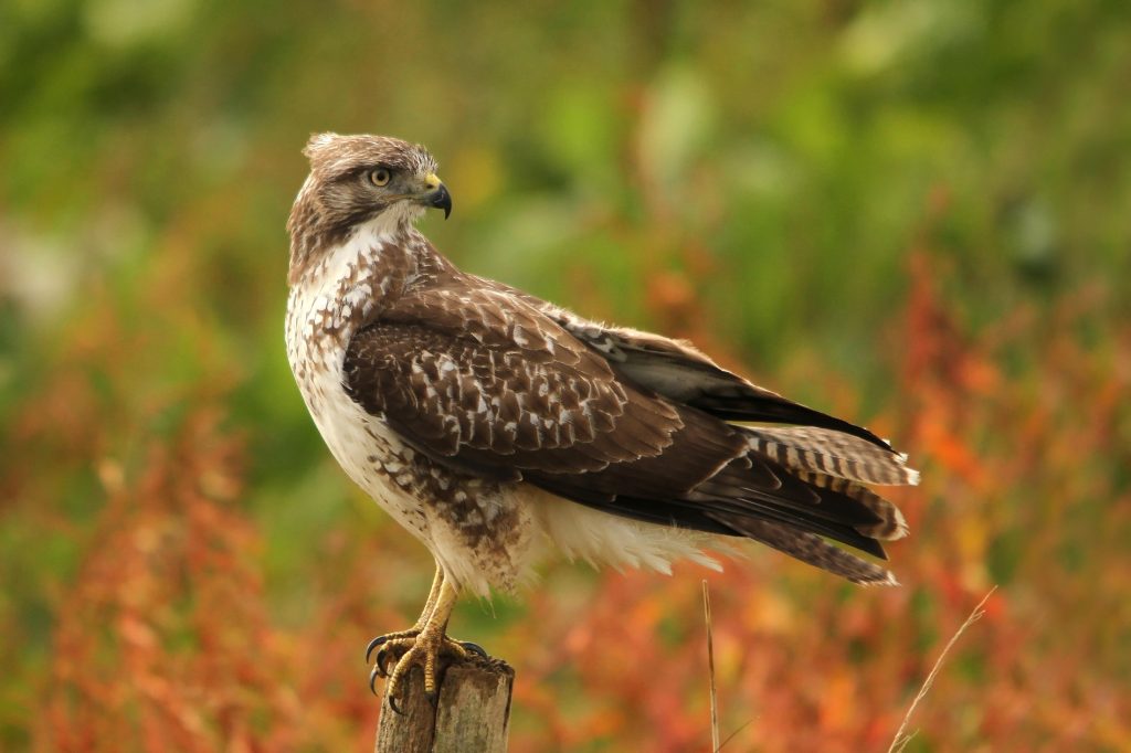 Buizerd