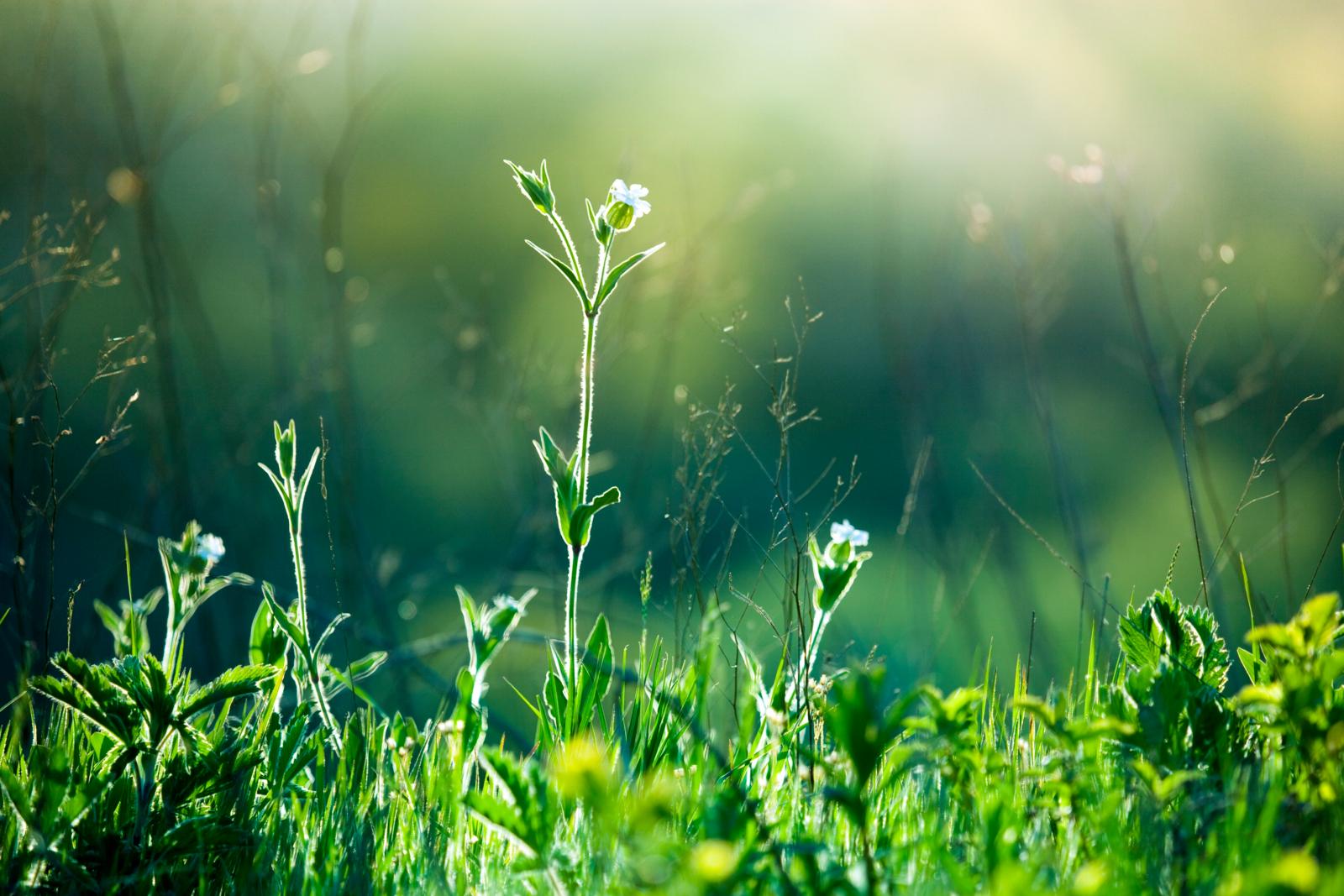 communicerende planten