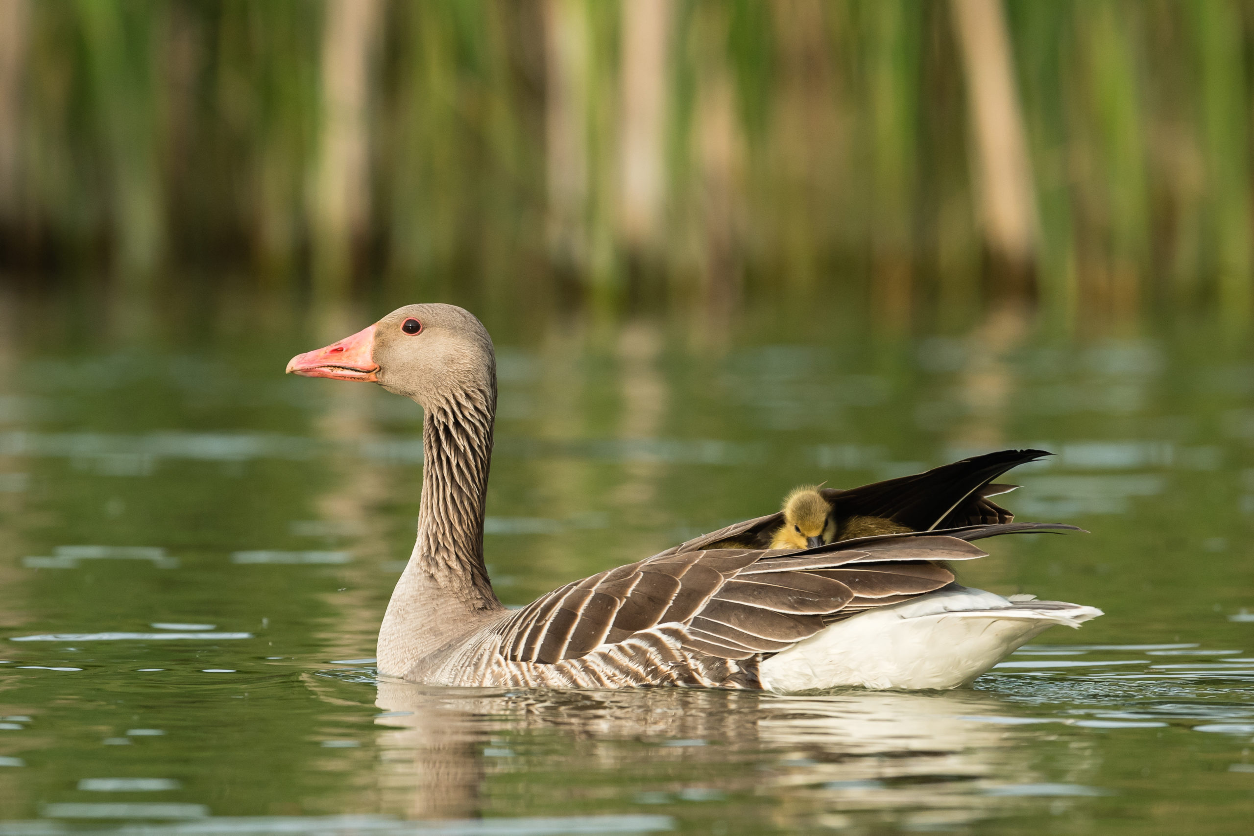 grauwe gans