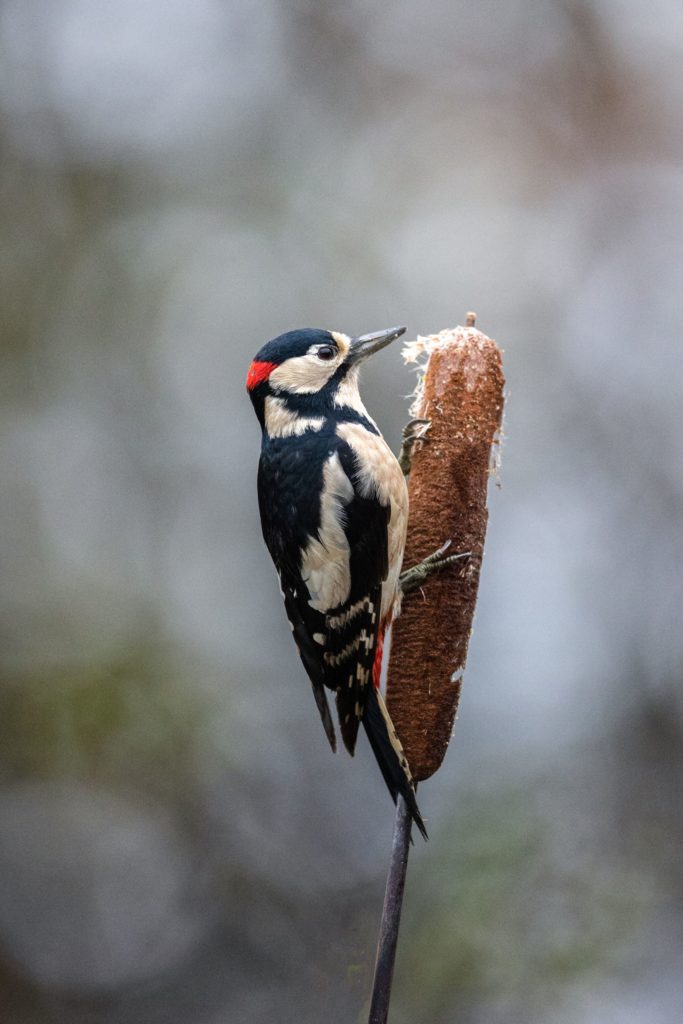 foto van de maand februari