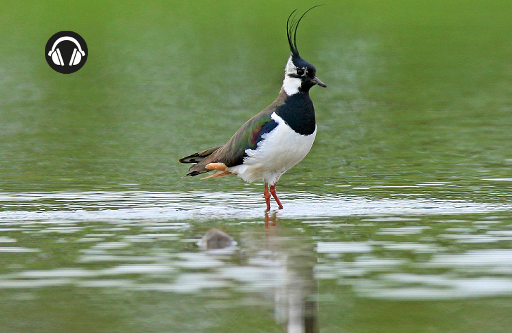 kievit in het water