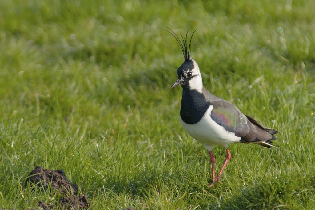 kievit in het gras