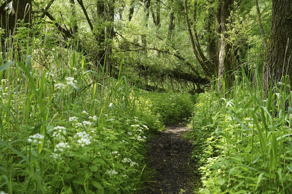 oevers nieuwe merwede in dordtse biesbosch