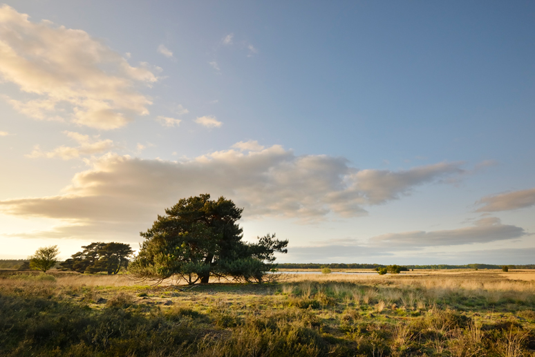 nationaal park dwingelderveld