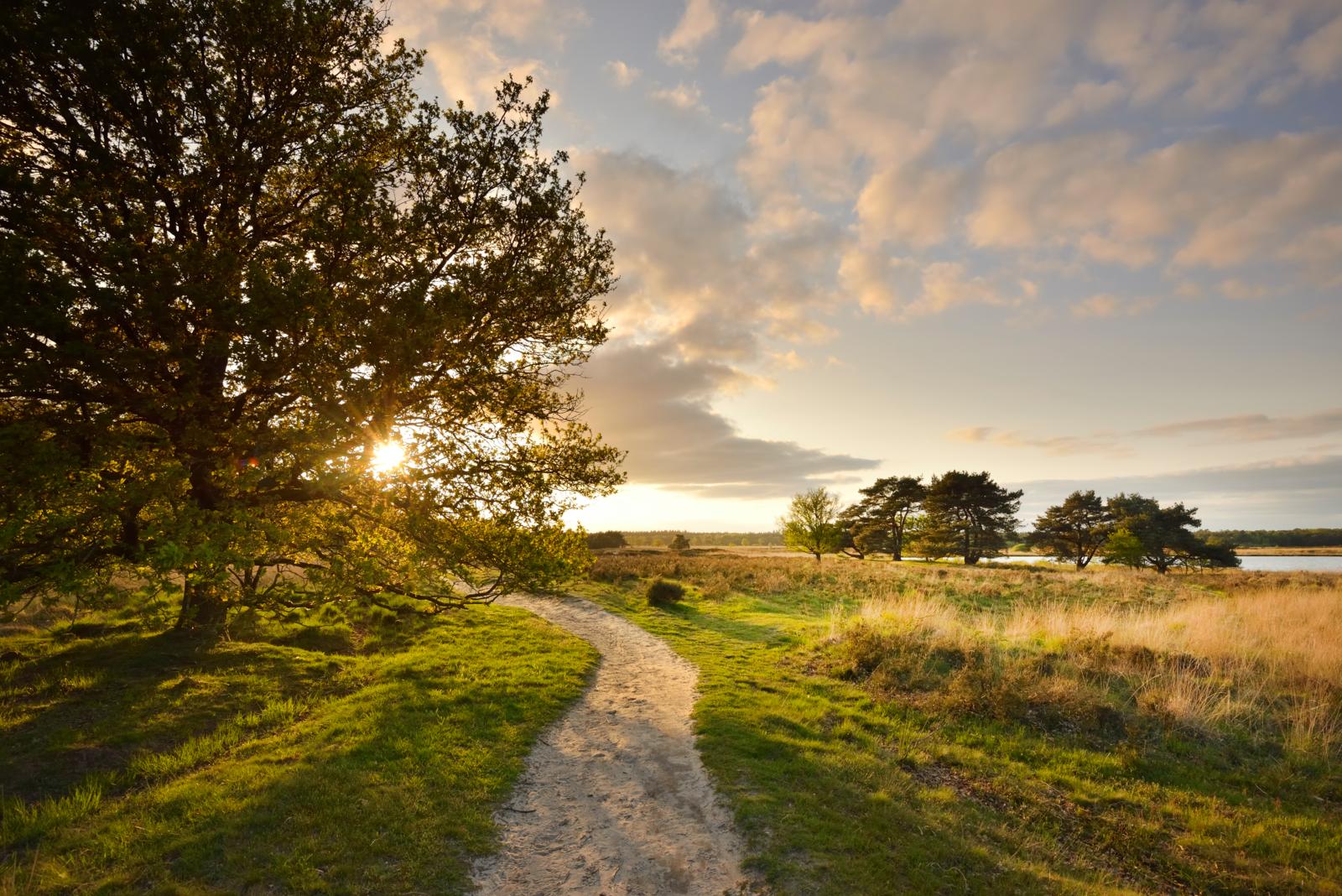 Dwingelderveld