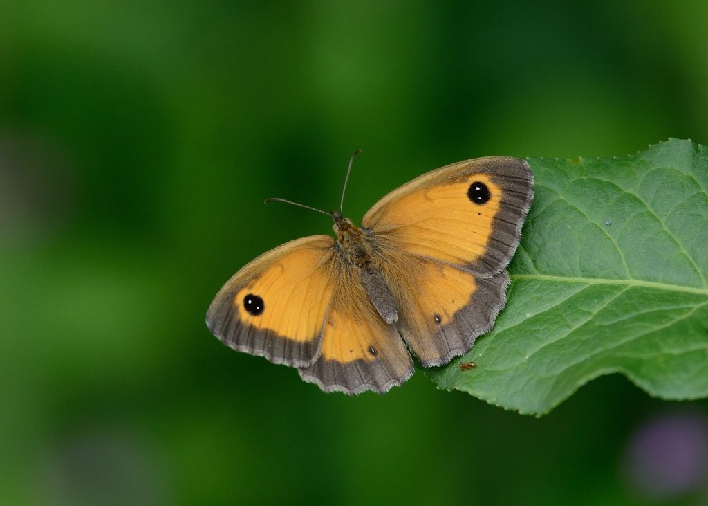 oranje zandoogje