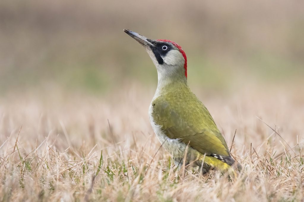 groene specht op de grond