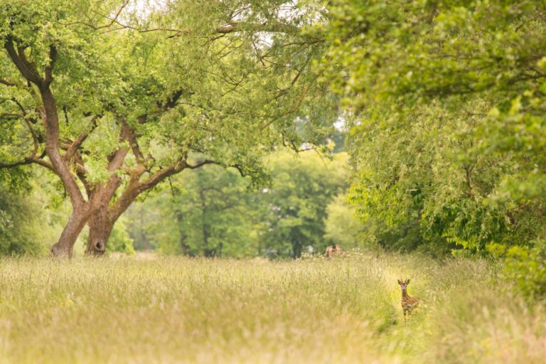 wandeling Westerkwartier