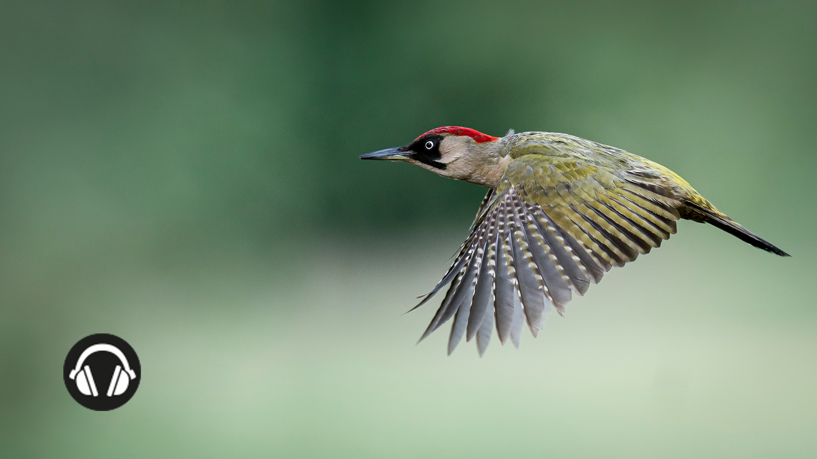 groene specht in vlucht