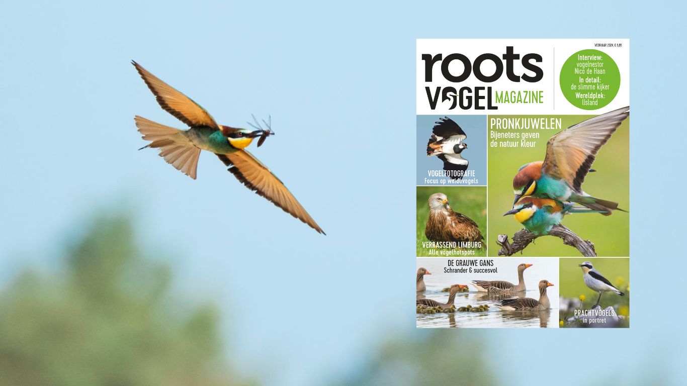 Roots Vogelmagazine 2024