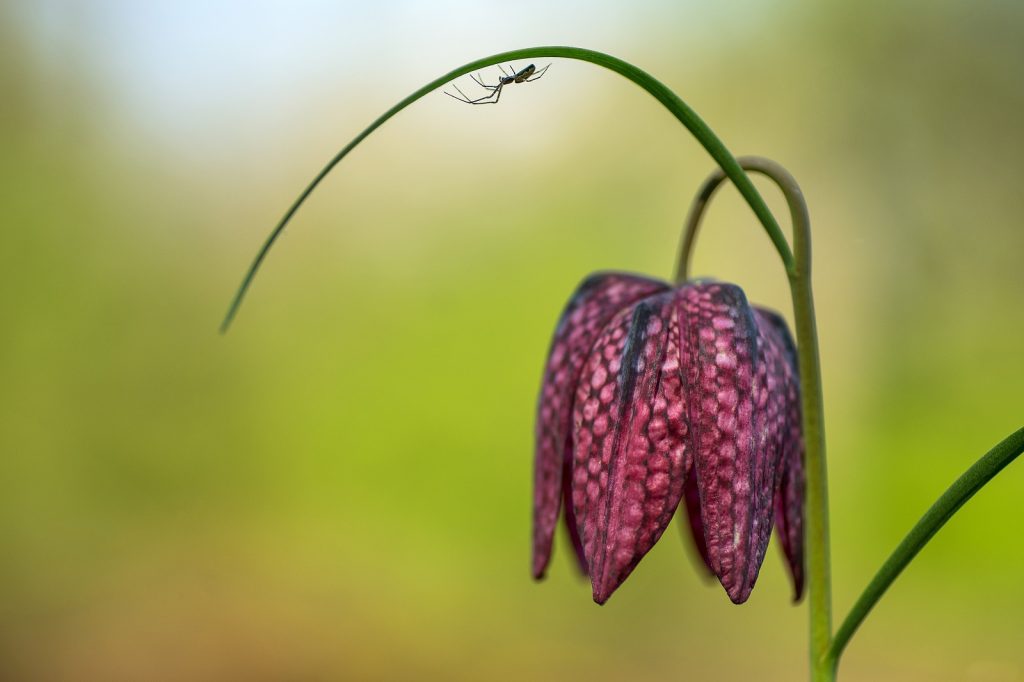 kievitsbloem rood